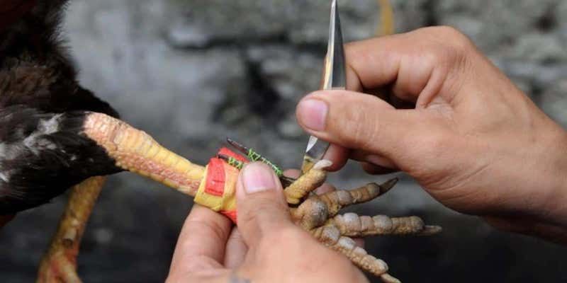 Các hình thức đá gà phong phú cho người chơi lựa chọn